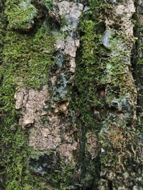 苔藓