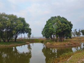 湿地公园湖边小树林