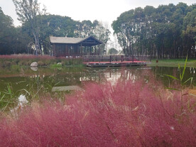 红色柳枝稷湖边凉亭一景