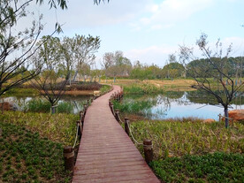 湿地公园木质健身步道