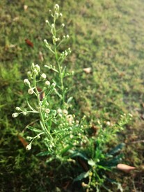 小蓬草