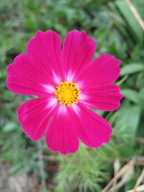 格桑花