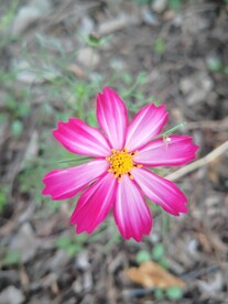 格桑花