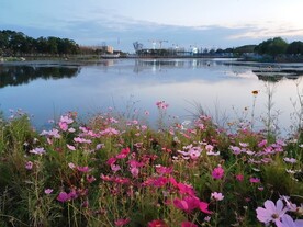 湖边格桑花丛