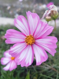 秋英格桑花