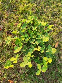 白车轴草