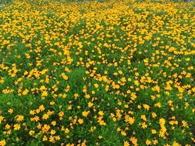 黄金菊花丛