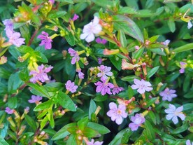 紫花满天星