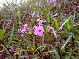蓝花草