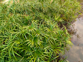 风车草