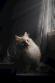 宠物猫