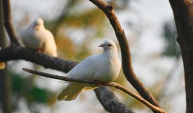 鸽子