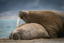 海象