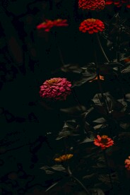 红色花朵