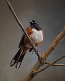 黄臀鹎