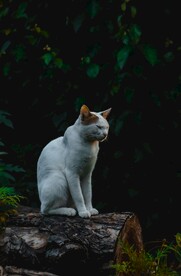 白猫