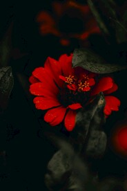 红色花朵