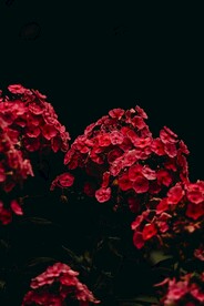 红色花朵
