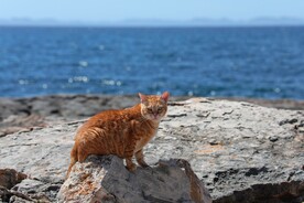 橘猫