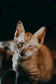 橘猫
