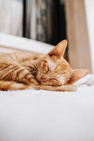 橘猫