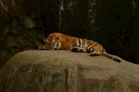 老虎
