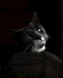 孟买猫
