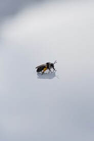 蜜蜂