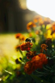 蜜蜂 