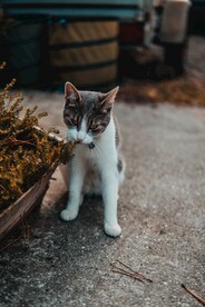 三花猫