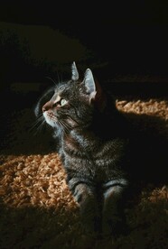 狸花猫