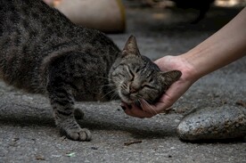 狸花猫