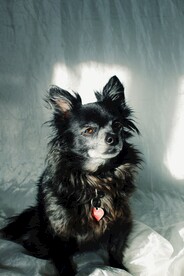 长毛吉娃娃犬