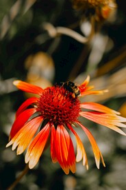 蜜蜂