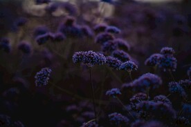 紫色花朵