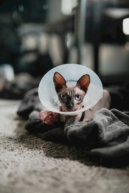 无毛猫