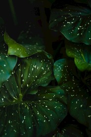 绿叶背景摄影