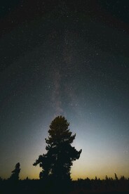 星空下的树