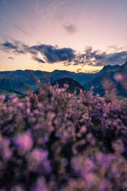 紫色花海