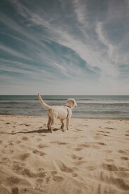 海边的狗