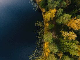 树林 河边