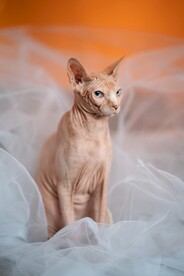 无毛猫