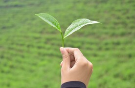 茶叶