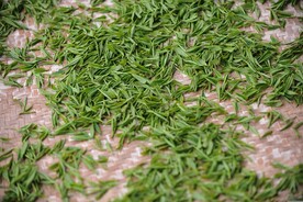 制茶 