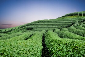 茶田