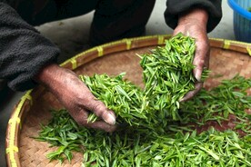 制茶
