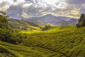 茶田