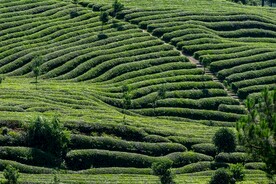 茶田