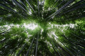 仰视竹林摄影