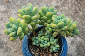 多肉植物